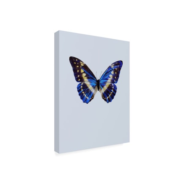 Incado 'Blue Butterfly Study' Canvas Art,18x24